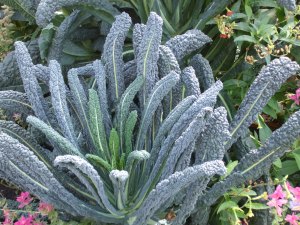 anticancer kale and alcohol