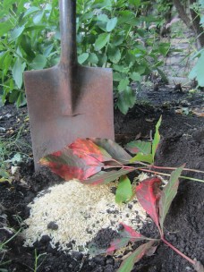 anti cancer news RIP rice