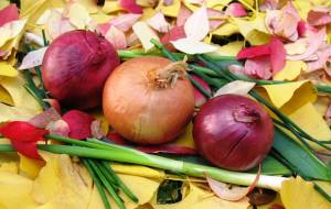 onions and anti-cancer