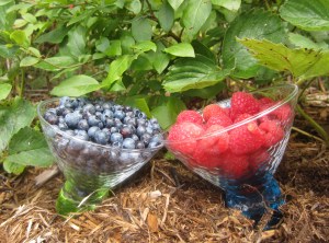 anti-cancer foods: berries